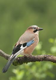 Bird With White Stripe On Head Jay By Geoffrey Baker 500px Most Beautiful Birds Pet Birds Beautiful Birds
