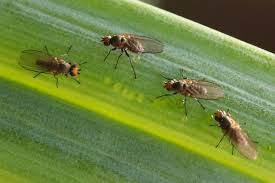 Image result for phytomyza gymnostoma