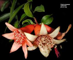 Image result for Punicaceae