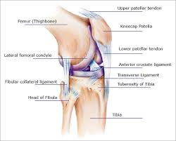The same is true of grand prix jumpers when. Knee Pain Symptoms Causes Treatments For Relief Or Injury Repair