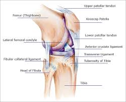The same is true of grand prix jumpers when. Knee Pain Symptoms Causes Treatments For Relief Or Injury Repair