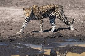 Hungry leopard by tristan v photography**. Hungry Leopard Leaps Into Waterhole To Catch A Fish And Emerges Both Spotless And Covered In Mud World News Mirror Online