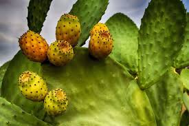 Jadi fahami dulu cara menanamnya agar daun sup dapat hidup dengan subur sebagaimana yang dikongsikan ini. Bilakah Dan Bagaimana Menanam Buah Pir Berduri Berkebun Hidup
