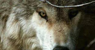 Pin By Christina Dunzinger On Animals Wild Animals Attack Animals Wild Grey Wolf