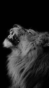 White lion hd wallpapers backgrounds wallpaper 1366×768. Iphone Wallpaper Black And White Lion Iphone Wallpaper Lion Wallpaper Iphone Black And White Lion Lion Wallpaper