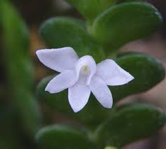 Image result for Angraecum distichum