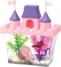 Aquarium Design In 2020 Aquarium Kit Betta Fish Tank Betta Fish