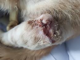 When dealing with cat skin wounds, bleeding is often the least concern. Bite Injury In Cats And Dogs Bow Wow Meow