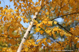 Maybe you would like to learn more about one of these? Trees Janet Davis Explores Colour Page 3