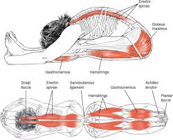 Pin By Catherine Sheridan On Yoga Stretching Yoga Muscles Yoga Anatomy Bikram Yoga