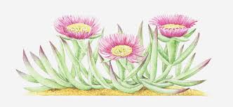 Image result for Carpobrotus