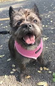 < image 1 of 2 >. French Bull Tzu Dog Breed Information And Pictures