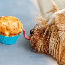 Danach in eine rührschüssel umfüllen und leicht abkühlen lassen. Rezept Gesunde Hundekuchen Backen Geolino