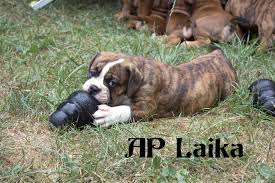 ap laika is eating her frozen dog ice she will stay at us and support our ap team in the future continental bulldog bulldogge welpen