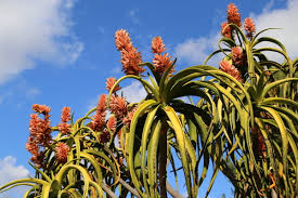 Image result for Aloe barendii
