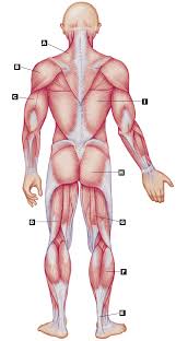 Skeletal muscles make up the muscular system (figure 6.1). 31 Label Muscular System Labels Design Ideas 2020