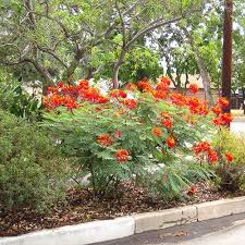 Mexican Bird Of Paradise Tree Arizona Mexican Bird Of Paradise Caesalpinia Pulcherrima Budget Plants Xeriscape Plants Water Wise Plants Birds Of Paradise