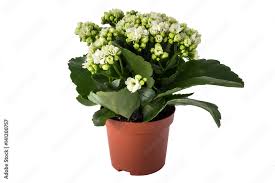 Image result for Kalanchoe calandiva