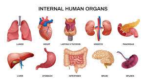 Image result for internal organs