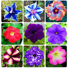 Hot Sale 10 Pcs Picotee Morning Glory Seeds Rare Petunia Seeds Bonsai Flower Seeds Plant For Home Garden Easy To Flower Seeds Morning Glory Seeds Bonsai Flower