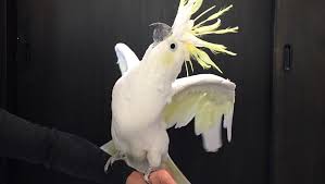 オウムのカフェ Freak 動物系カフェ総合検索サイト 動物カフェサーチ アニカフェ Animal Cafe Search Anicafe