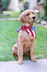 American golden retrievers and english cream golden retrievers we love our goldens so much that we decided to share them with the world. Golden Retriever Puppies Palm Coast