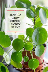 Tips On Growing Pilea Peperomioides Or The Chinese Money Plant Also Included In This Blog Post Chinese Money Plant Care Chinese Money Plant Money Plant Care