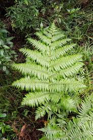 Image result for Cyathea dregei