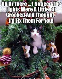 Image result for funny christmas trees