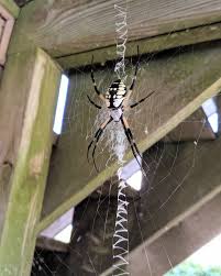 Sorry For The Arachnophobic Naturephoto Nature Natureshot Insect Insects Spider Naturephotography Photography Wildlife World Insectsofinstagram B