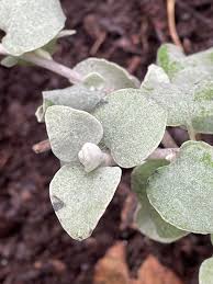 Image result for Helichrysum lineare