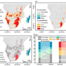 Image result for Myrothamnaceae