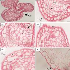 Image result for Chrozophora plicata