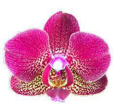 Phalaenopsis Orchid X From The Orchidaceae Family Transparent Flowers Orchidaceae Moth Orchid