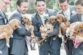 This wedding had adoptable puppies instead of bouquets & the photos are too precious. This Wedding Party Had Rescue Puppies Instead Of Flowers To Send A Beautiful Message Bored Panda