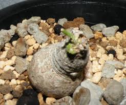 Image result for Pterodiscus angustifolius