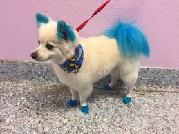 Give yourself a hair color makeover with the best drugstore hair dyes. Pet Hair Color Veterinarians Orange California Pet Hospital