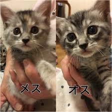 子猫2匹一緒 里親募集 千葉県 猫の里親募集 260704 ペットのおうち 月間利用者150万人