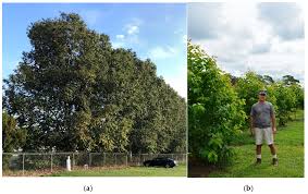 Image result for Eucalyptus torelliana