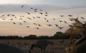Can T Wait To See This Again Waterfowl Hunting Waterfowl Hunting In Saskatchewan Goose Hunts Duck Hunts Water Duck Hunting Hunting Upland Bird Hunting