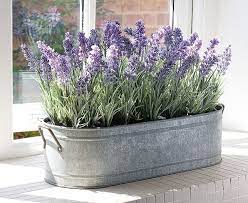 English Lavender Zinc Windowbox Planter Bloom Lavender Plant Plants Growing Lavender