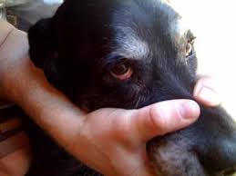Dog Eye Drops Teaspoon Of Sea Salt 1 Cup Distilled Water Add The Salt To The Water And Stir Keep At Room T Dogs Eyes Problems Eye Drops For Dogs