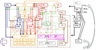 Flow Chart Of Biogeochemical Processes Represented In The