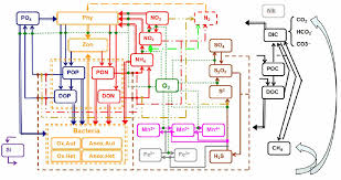 flow chart of biogeochemical processes represented in the