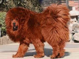 We support the use of filtering software which prevents minors from accessing inappropriate material for more information. Top 10 Most Expensive Dog Breeds In India Pethelpful By Fellow Animal Lovers And Experts