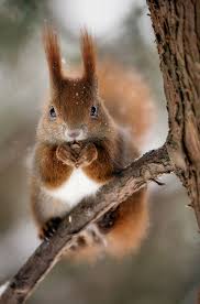 Squirrel By Stanislaw Sowa 500px In 2020 Eichhornchen Susseste Haustiere Tiere