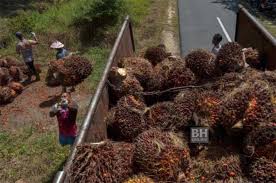Tawaran adalah dipelawa daripada warganegara malaysia yang berkelayakan untuk memohon bagi mengisi jawatan kosong di lembaga minyak sawit malaysia mpob sebagaimana berikut: Stok Minyak Sawit Malaysia Meningkat 18 26 Peratus