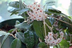 Hoya kentiana is kept for its foliage as much as for its blooms. Hoya Carnosa Wikipedia