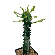 Image result for Euphorbia ingens