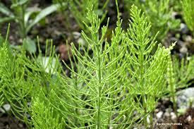 Im teich darf er ja sein, aber andernorts wird er nicht so gerne lästigen schachtelhalm bekämpfen. Schachtelhalm Bekampfen 7 Hausmittel Ackerschachtelhalm Entfernen